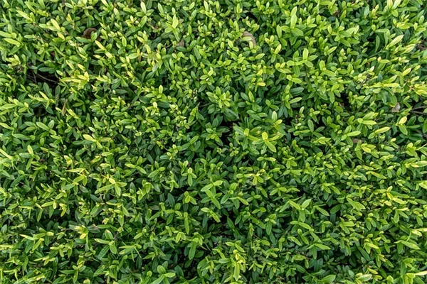 3月のツツジ手入れはこれで決まり！花を増やす4つの秘訣