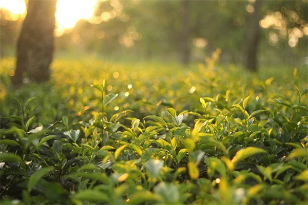 球根のレイヤー植え、実体験から学ぶコツ